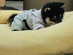 -逗柴咖啡屋·狗咖猫咖宠物桌游