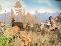 -陕西自然博物馆