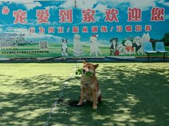 -宠物寄养训练学校