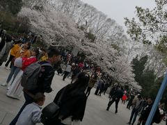 -武汉大学-樱园