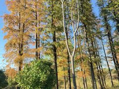 -昆山城市生态森林公园