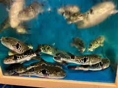 -天正河鲀·河豚亭(大连店)