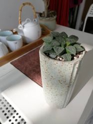 -榕树上·瑜伽普拉提