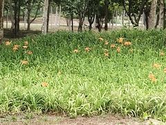 -东郊湿地公园