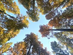 -黄海国家森林公园