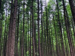 -塞罕坝国家级自然保护区