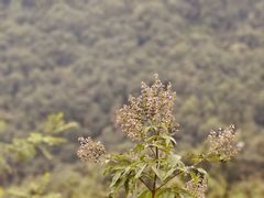 -太子湾公园-九曜山