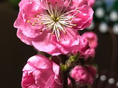 桃花-盒马鲜生(金桥国际广场店)