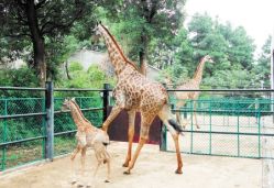 -Zoolung Zoolung动物主题公园(海信广场店)