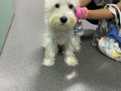 -半岛宠物医院24小时(科华中路店)