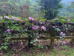 -阳台山森林公园