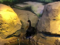 -酷嗒动物文化乐园(cutezoo西溪乐天城店)