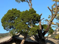 -青岛崂山太清宫