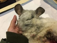 -雨林宠物医院 非犬猫异宠专科