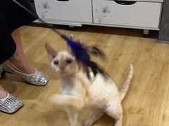 -喵百万·布偶·蓝金金渐层英短·猫舍(百子湾店)