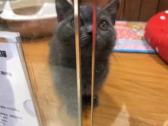 -龟与熊猫宠物公园(南坪店)