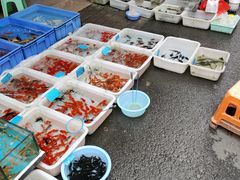 -清平路水族市场