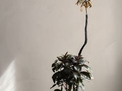 -上和臻品中国菜(花园街店)