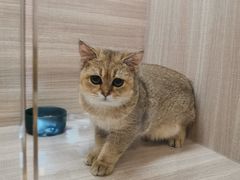 -飞行喵MR PILOT|猫舍·猫咖(静安大融城店)
