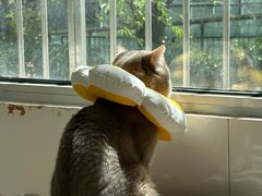 -纳吉亚猫专科动物诊疗中心(蒋宅口分院)