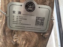-东山雕花楼