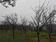 景点-天适樱花悠乐园
