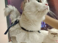 -怪兽屋·羊驼·猫咖·狗咖(俊华广场店)