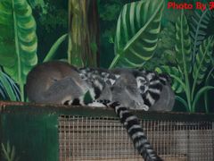 -西安秦岭野生动物园