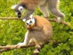 -合肥野生动物园