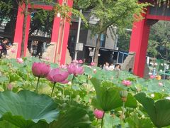 -四川大学(望江校区)