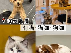 -有喵·猫咖·狗咖·30几只猫10只小狗(岗厦店)