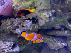 -迪拜水族馆及水下动物园