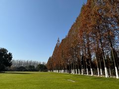 -合肥滨湖国家森林公园