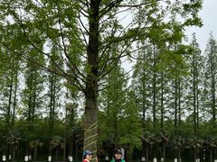 -黄海国家森林公园