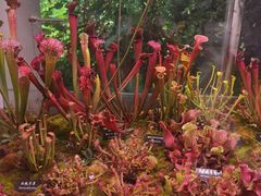 -中国科学院西双版纳热带植物园