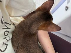 -纳吉亚猫专科动物诊疗中心(蒋宅口分院)