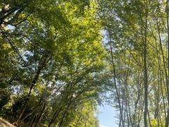 -天目湖松岭竹海漂流