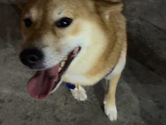 -旺记碳烤肥牛(总店)