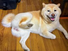 -佳雯宠物医院·皮肤科·内外科(春晓路分院)