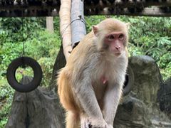 -西双版纳原始森林公园