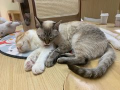 -猫和宫(六道口店)