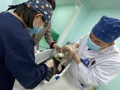 -北京观赏动物医院·24小时大型综合·猫专科·异宠专科