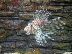 -北戴河圣蓝海洋公园