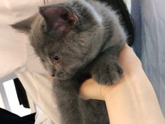 -lincat·猫舍(广州店)