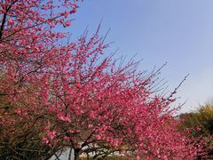 -白塘生态植物园