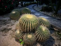 -深圳仙湖植物园