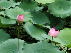 -荔湾湖公园