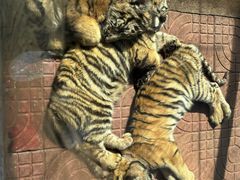 -西霞口神雕山野生动物世界