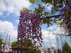 -嘉定紫藤园
