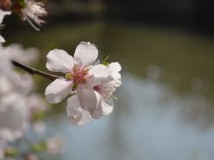 -顾村公园
